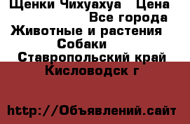 Щенки Чихуахуа › Цена ­ 12000-15000 - Все города Животные и растения » Собаки   . Ставропольский край,Кисловодск г.